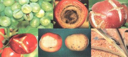 Болезни растений от недостатка микроэлементов